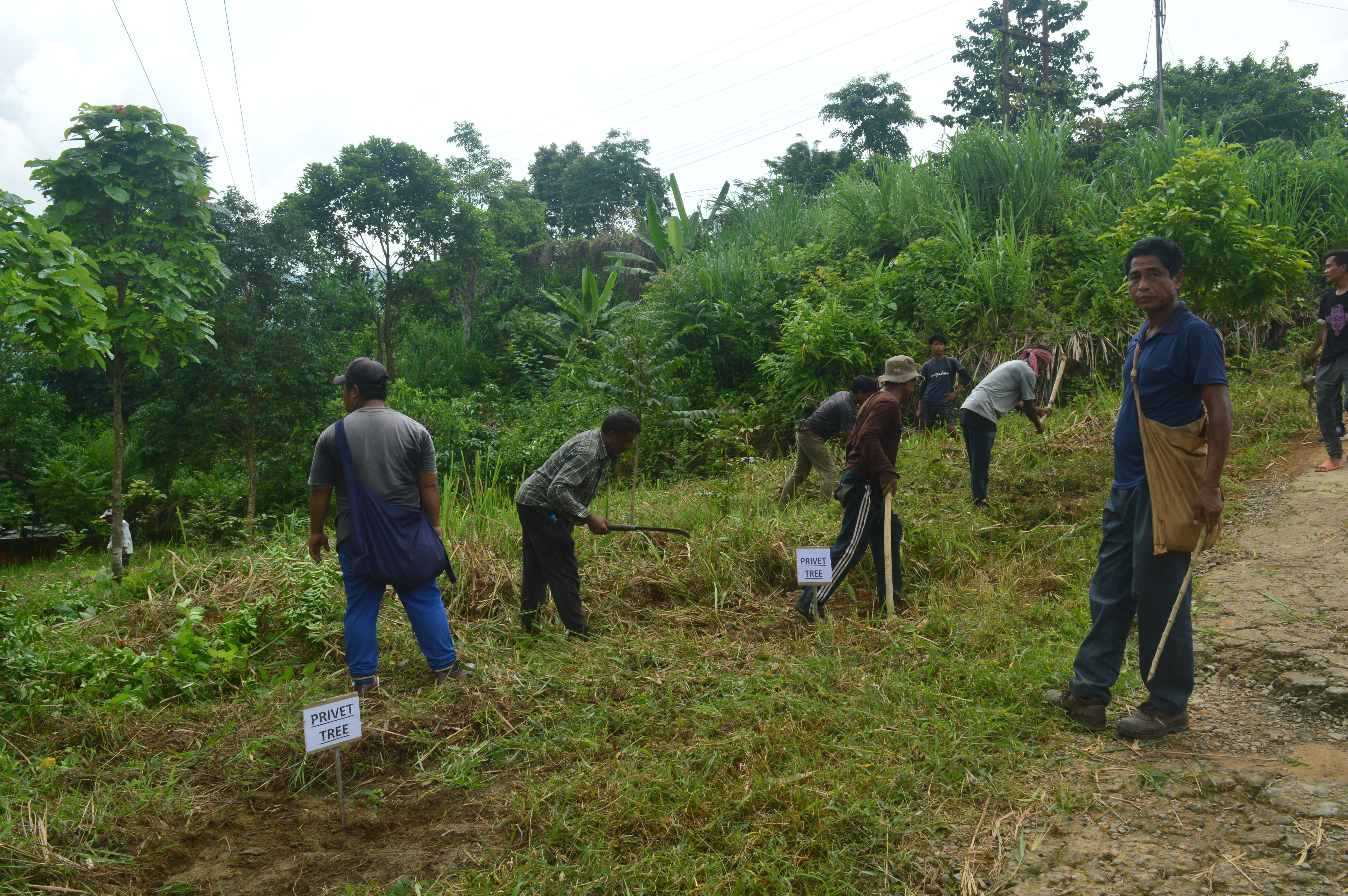  THPS PLANTATION PHOTOS